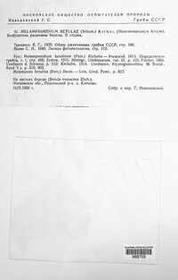 Melampsoridium betulinum image